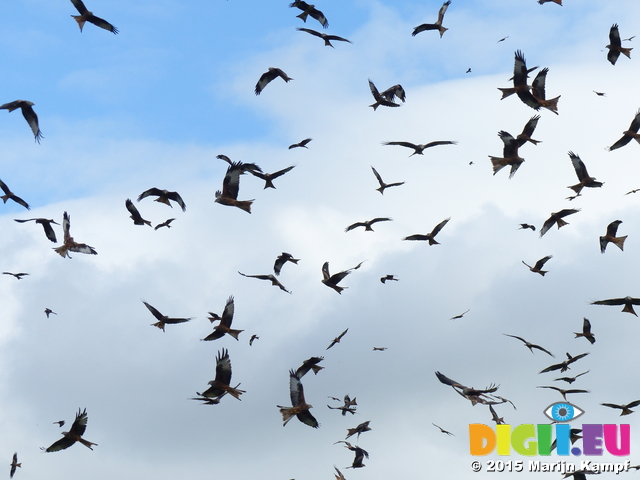 FZ022747 Red kites (Milvus milvus)